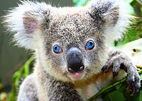 The first blue-eyed koala known to be born in captivity[62]