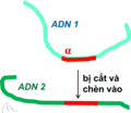 Hình 3: Gen anpha "nhảy" từ DNA 1 sang DNA 2.