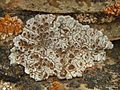 Glypholecia scabra