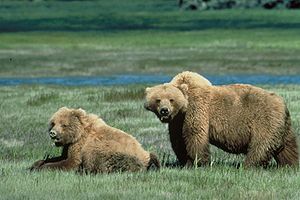 English: Two grizzly bears in a meadow in the ...