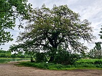 Traubeneiche (Quercus petraea)