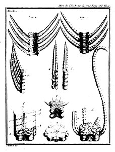 Premier mémoire, pl. 3 : diverses portions de fossile