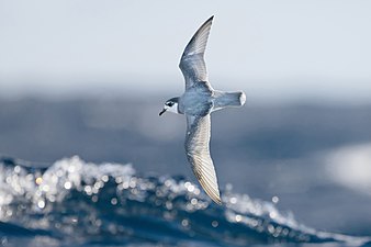 Μπλε Θαλασσοβάτης (Halobaena caerulea).