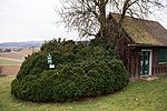 Buchsbaum (Buxus sempervirens)