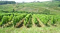 Vue d'une partie du vignoble de Château-Chalon.