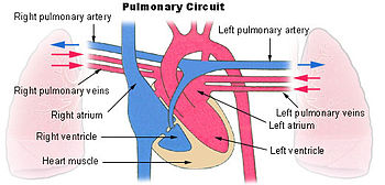 Diagram of pulmonary circulation. Oxygen-rich ...