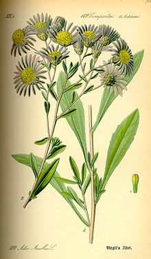 Amellaster Aster amellus