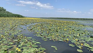 Islas de plutică