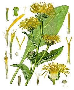 Inula helenium.