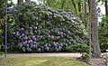 Kühlungsborn Ostseeallee, Konzertgarten Ost , Blumen im Park 1