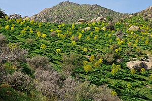 Типовий ландшафт у верхів'ях Кашкадар'ї — кам'янисті схили, вкиті квітучим ревенем упереміш з колючими чагарниками.