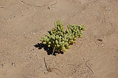 Sukkulente in der Wüste bei Lüderitz