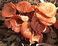 Laccaria laccata