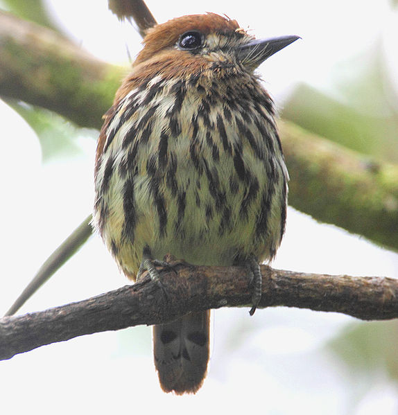 Ficheiro:Lanceolated Monklet (Micromonacha lanceolata).jpg