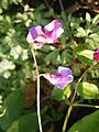 Lathyrus vernus