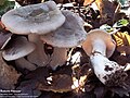 Clitocybe nebularis stipes concrescents