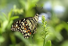 Lime Butterfly Papilio demoleus.jpg