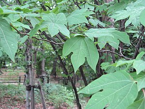 Lindera triloba