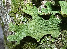 A green, leaf-like structure attached to a tree, with a pattern of ridges and depression on the bottom surface