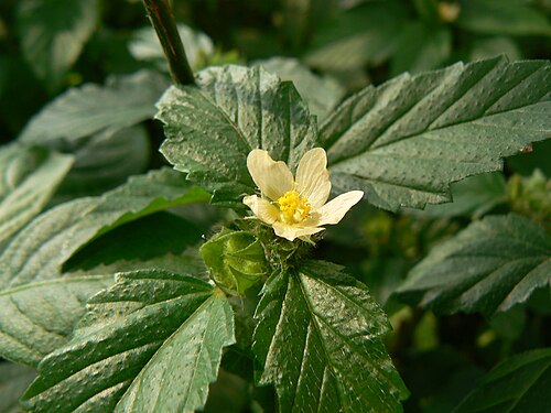 Folhas e flor