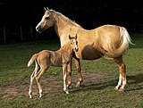 160px mare and foal %28kvetina marie%29