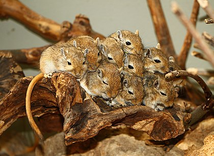 Esquilo da Mongólia (Meriones unguiculatus), no Zoológico Wilhelma, em Estugarda, Alemanha. (definição 3 798 × 2 778)