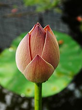 Bud of water lotus (Nelumbo nucifera), an aquatic plant. Nelumbo nucifera LOTUS bud.jpg