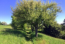 Fußweg am Käppala