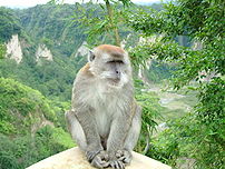 Macaca fascicularis at Ngarai Sianok, Bukittin...
