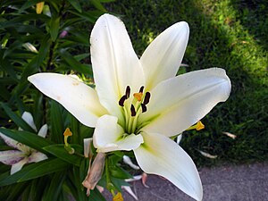 A macro of a white flower. Not sure what type ...