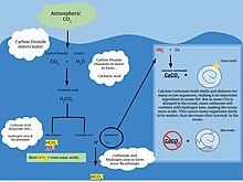 A visual depicting the process of atmospheric carbon dioxide contributing to ocean acidification. Ocean Acidification.jpg