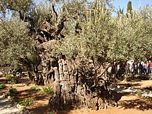 Olive trees can attain impressive age, as here at Gethsemane Olives of Gethsemane.jpg