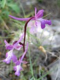 Miniatura para Orchis anatolica