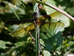 ♀ Oxygastra curtisii