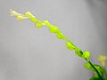 Jeune inflorescence de Microtea debilis.