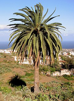 Phoenix canariensis