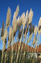 Cortaderia selloana