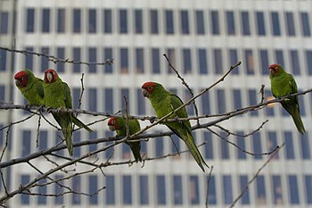 Feral Parrots in San Francisco