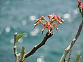 Vignette pour Euphorbia tithymaloides