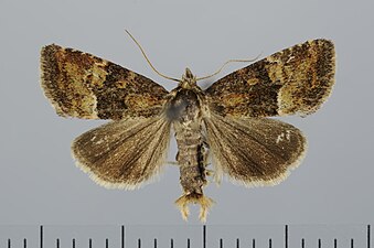 Dvärgängsfly, Photedes captiuncula