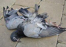 A dead pigeon.