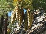 Miniatura para Pinus lambertiana