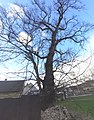 Poleradský jilm památný strom