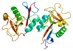 Протеин CLEC4M PDB 1k9j.png