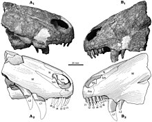 Raranimus dashankouensis.jpg