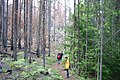 遠足徑在森林大火裏充當了防火道 Hiking trail acted as a firebreak