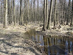 Listnatý lužní les u rybníka Datlík, předjaří