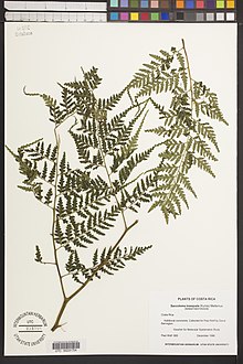 Saccoloma inaequale herbarium.jpg
