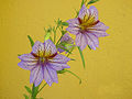 S. sinuata : gros plan d’une forme à fleurs violettes pâles.