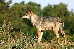 Scandinavian grey wolf Canis lupus.jpg